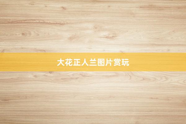 大花正人兰图片赏玩