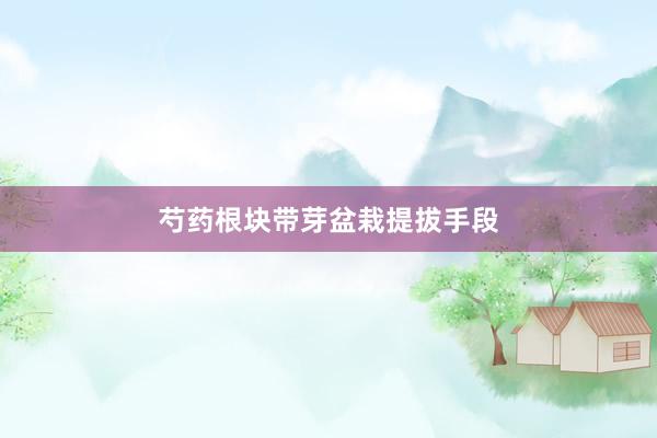 芍药根块带芽盆栽提拔手段